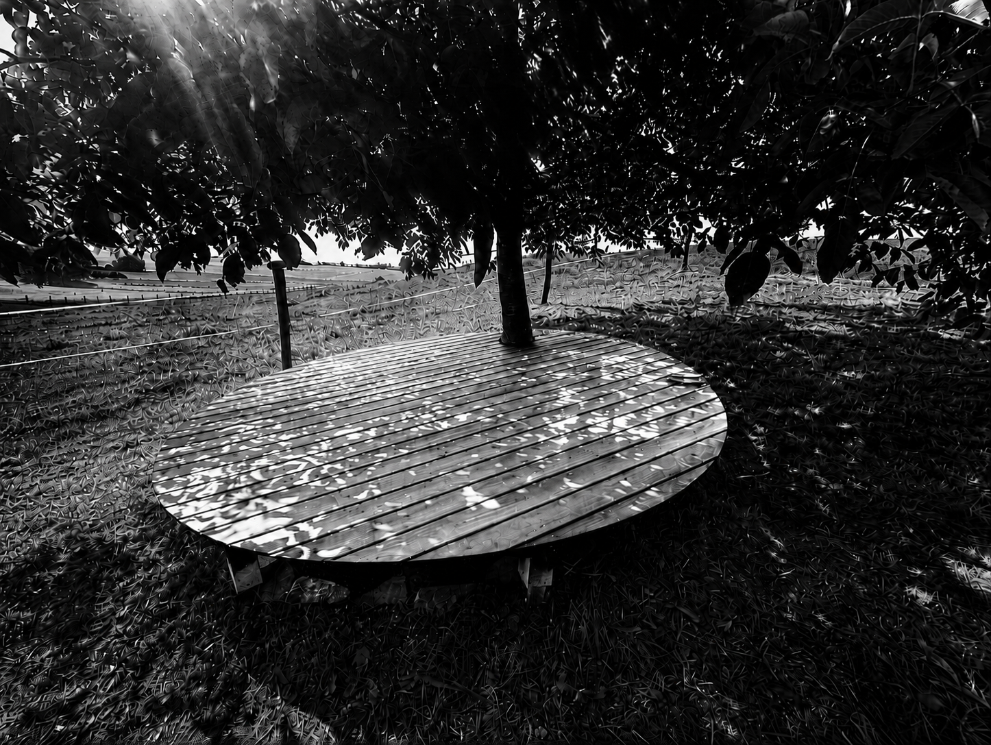 Circle of Shadow and Light: kreisförmige Holzfläche um einen Baum in einer Wiese